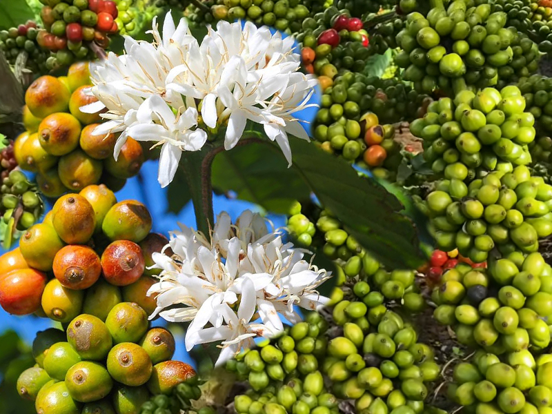 Mưa kích bông cà phê: xử lý đúng để giữ bông chính, hạn chế hư và rụng trái